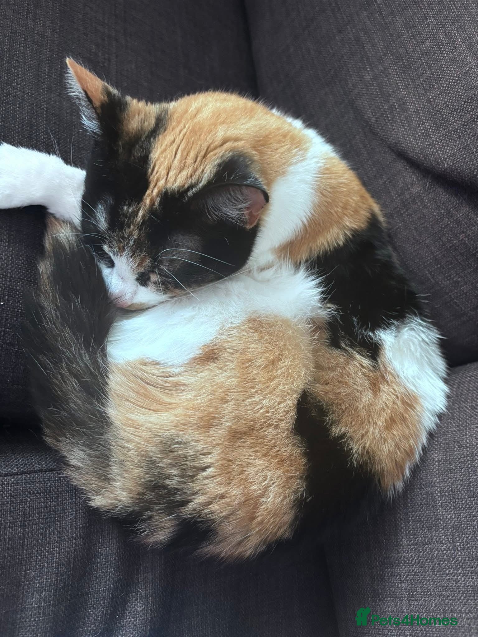 Domestic Shorthair cats for sale: bubbles  - Advert 2