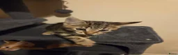 Mixed Breed cats for sale: Active, fun, healthy kittens  - Advert 19