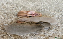 Chihuahua dogs for sale: 2 beautiful chihuahuas  - Image 12