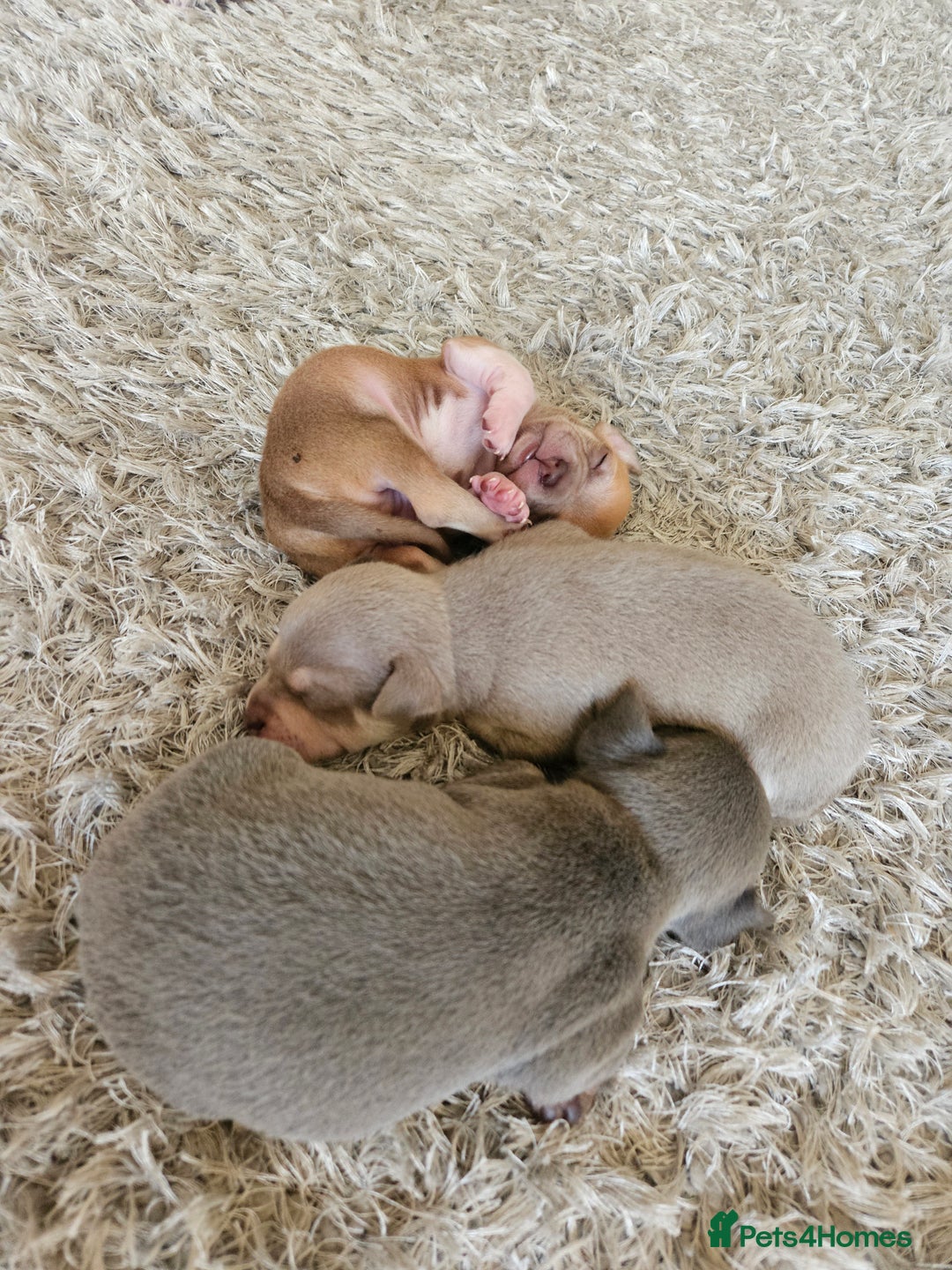 Chihuahua dogs for sale: 2 beautiful chihuahuas  - Image 12