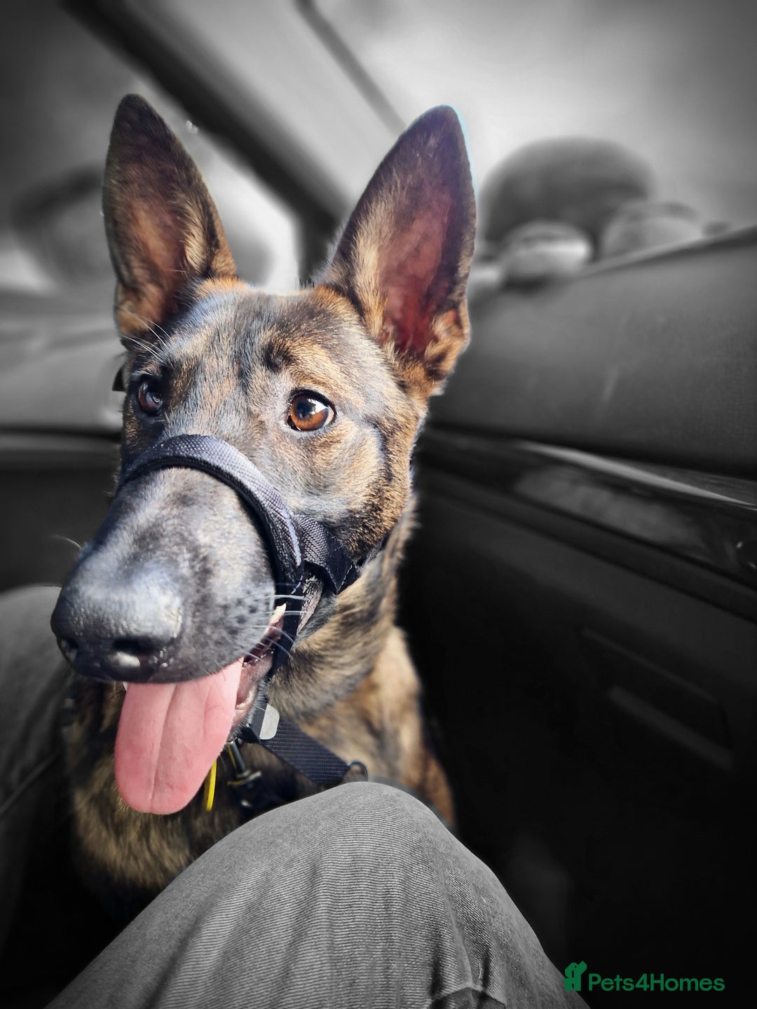 Mixed Breed dogs for sale: Sadly have to rehome a beautiful Malinois X - Advert 7