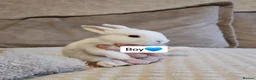 Mini Lop rabbits for sale: Baby Bunnys - Advert 9
