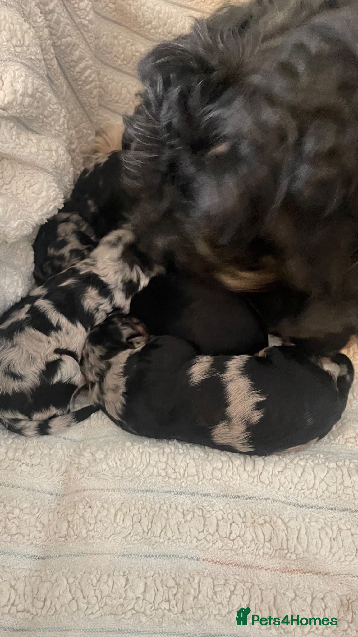 Mixed Breed dogs Portuguese sheepdog cross puppies - Advert 1