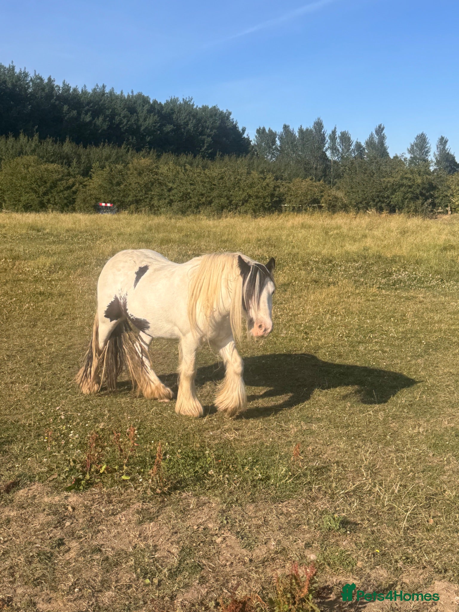 Irish Cob horses Child’s pony  - Advert 1