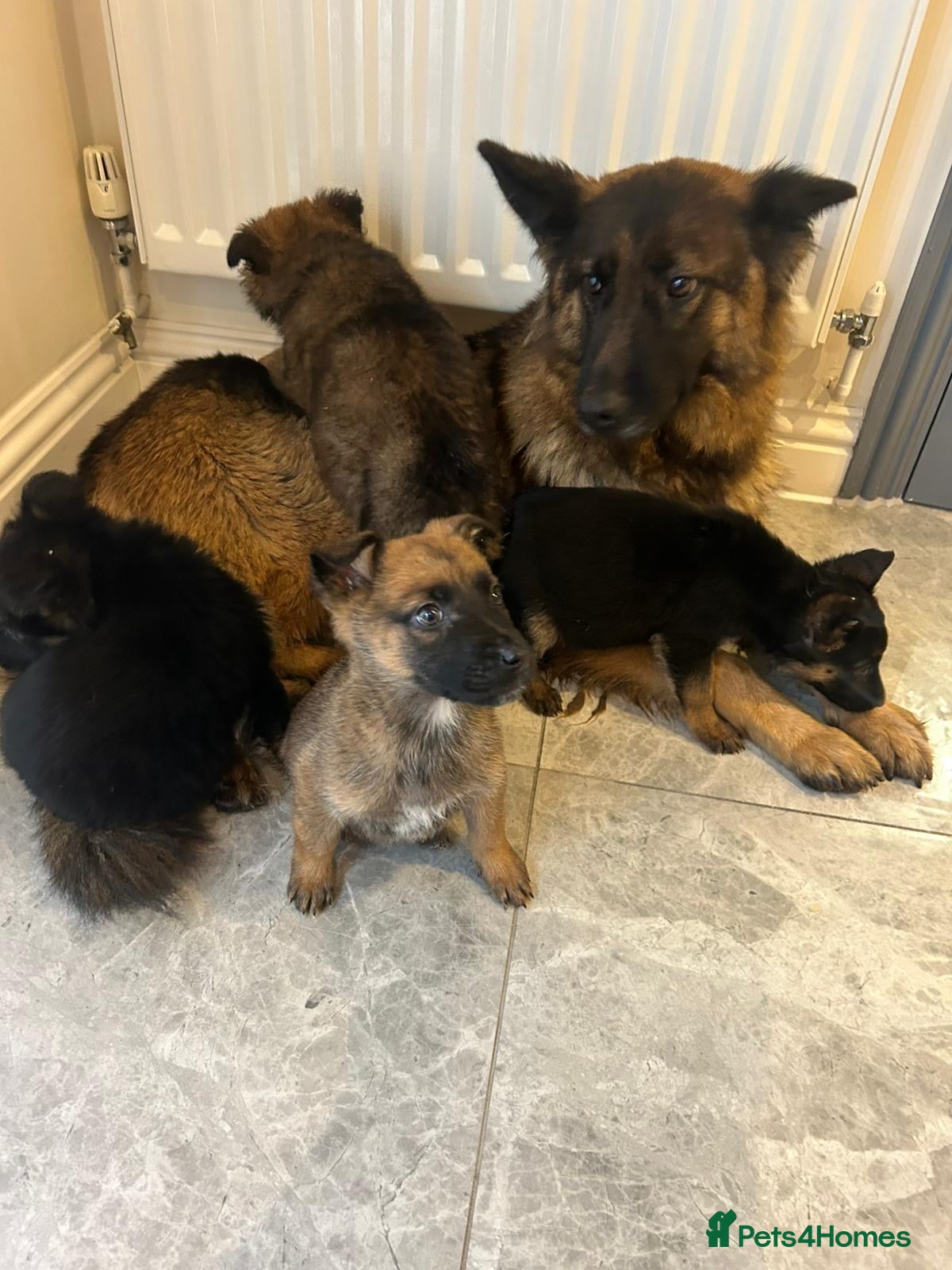 German Shepherd dogs German shepherd puppies for sale  - Advert 1