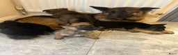 German Shepherd dogs for sale: German shepherd puppies for sale  - Advert 1