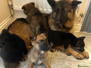 German Shepherd dogs German shepherd puppies for sale - Advert 1