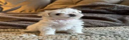 Maltipoo dogs for sale: Micro tiny F1 Maltipoo puppies 🩷 3 Girls.  - Advert 10