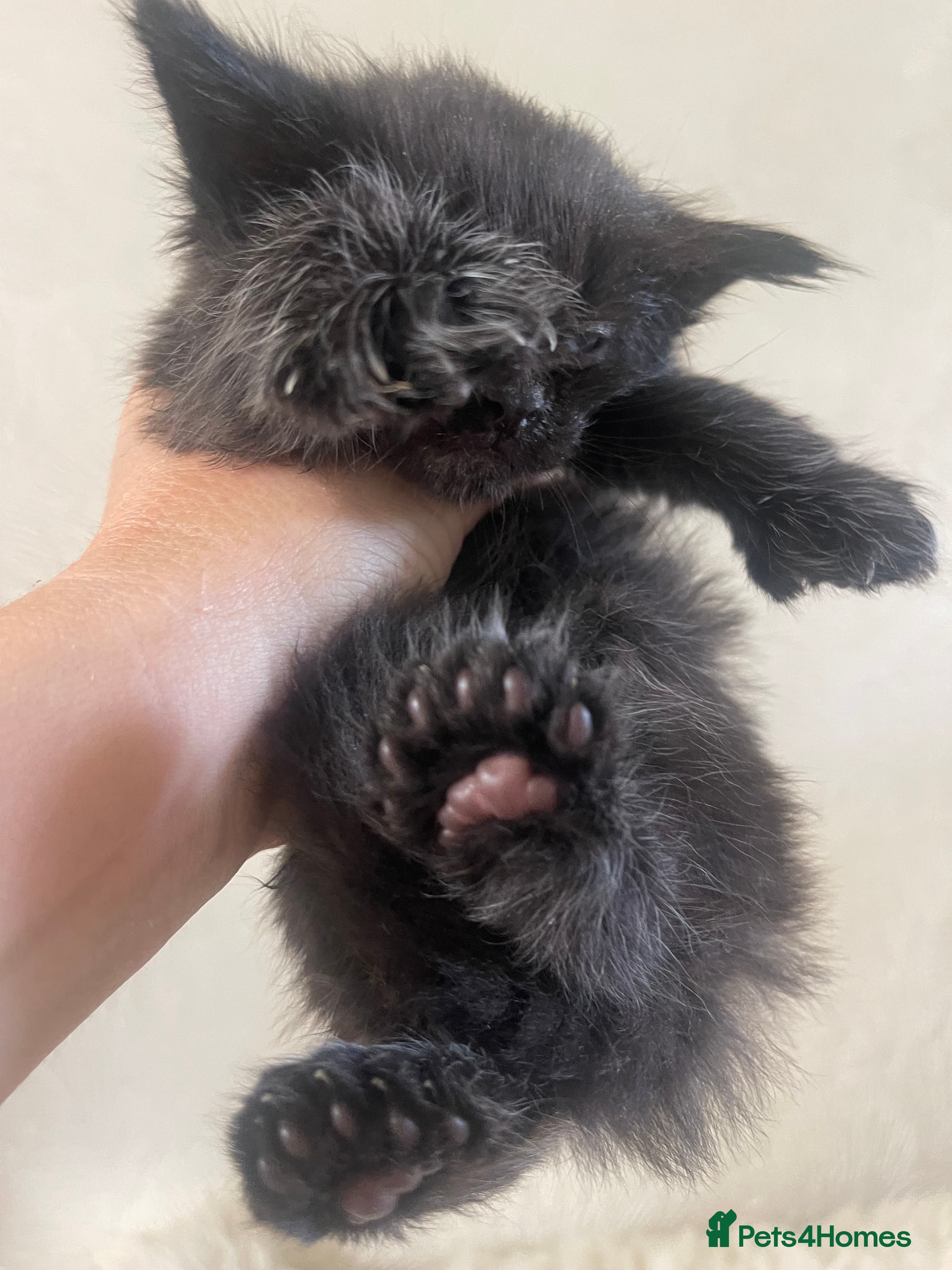 Maine Coon cats for sale: Maine Coon boy - Advert 10