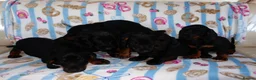 Mixed Breed dogs for sale: I have 6 beautiful Docker spaniels for sale - Advert 6