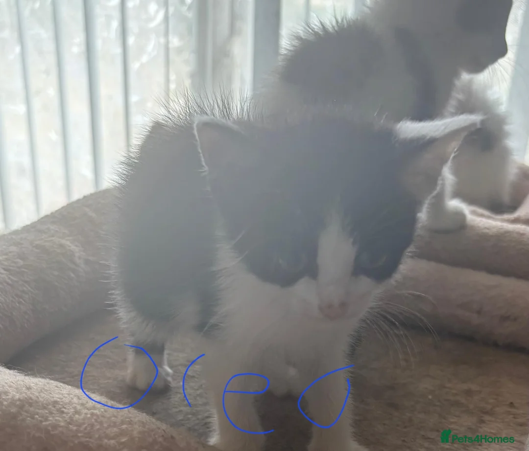Mixed Breed cats for sale: Domestic shorthair kittens for sale - Advert 2