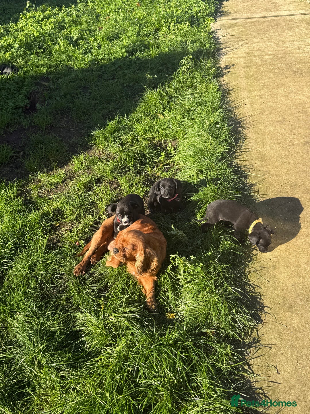 Mixed Breed dogs for sale: 🐶 Adorable 8-Week-Old Caverjack Puppies for Sale - Advert 5