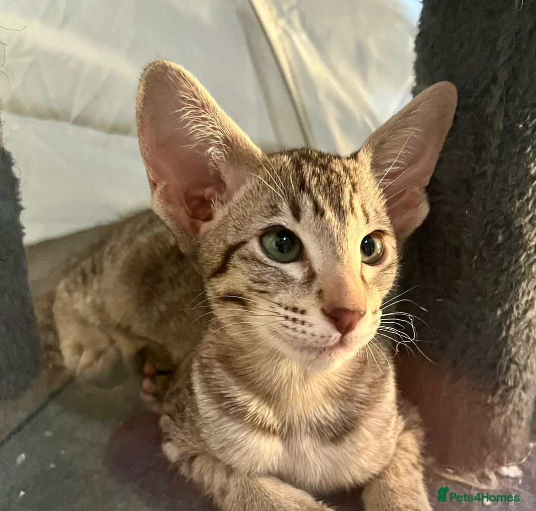 Oriental cats for sale: Stunning GCCF reg Tabby Oriental girl.  in Stowmarket - Advert 1