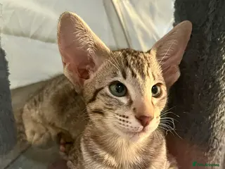 Oriental cats Stunning GCCF reg Tabby Oriental girl. in Stowmarket - Advert 1