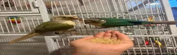 Conures birds for sale: Breeding pair of conures+cage and toys - Advert 1