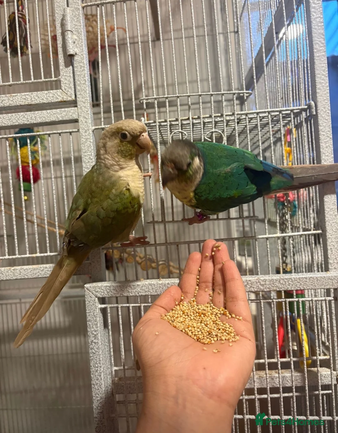 Conures birds for sale: Breeding pair of conures+cage and toys - Advert 1