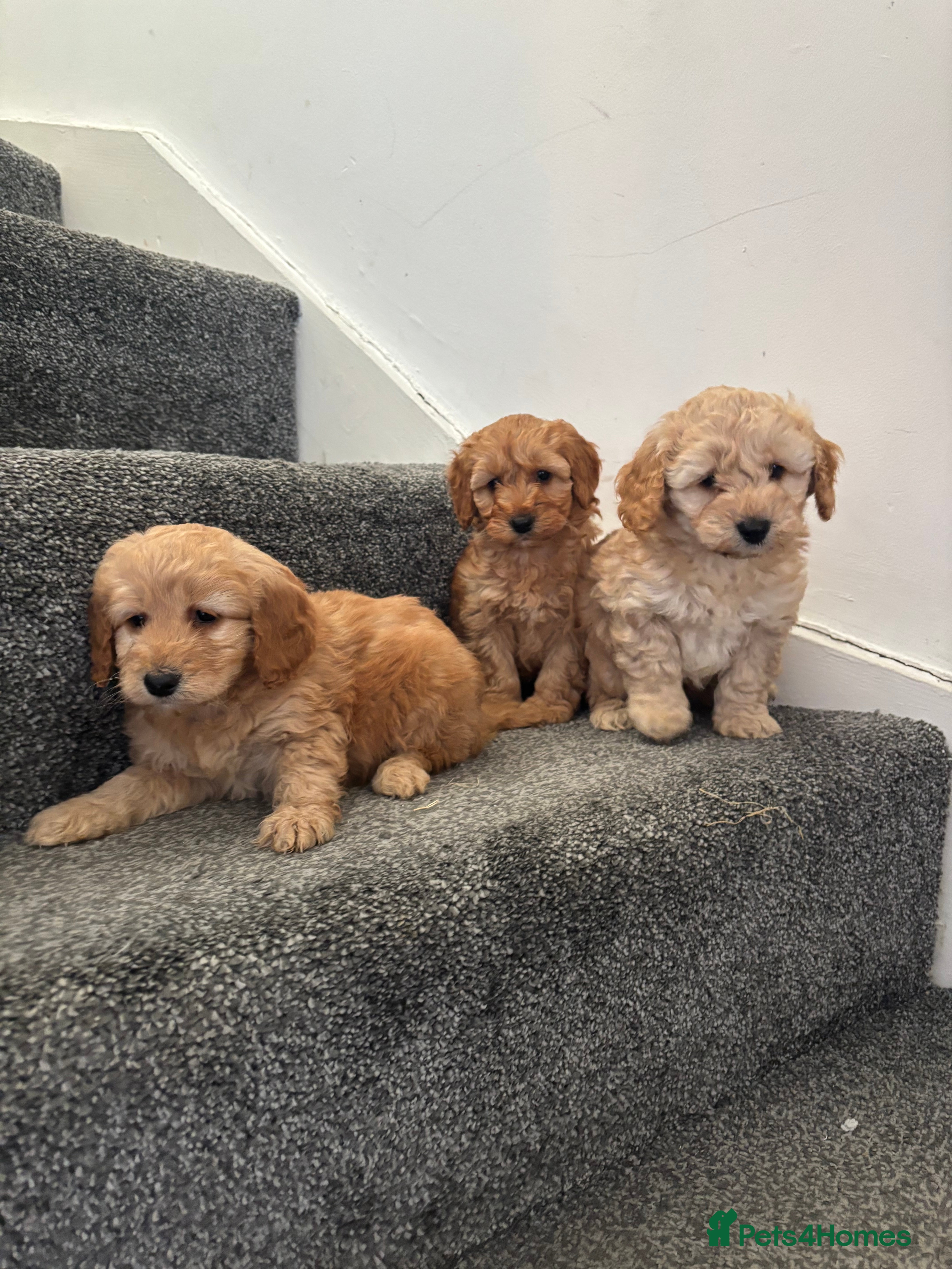 Maltipoo dogs Top quality maltipoo puppies (toy poodle) - Advert 2