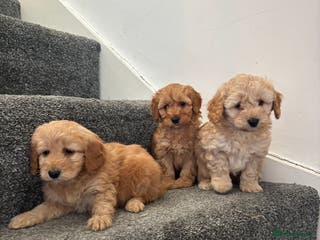 Maltipoo dogs Top quality maltipoo puppies (toy poodle) - Advert 2