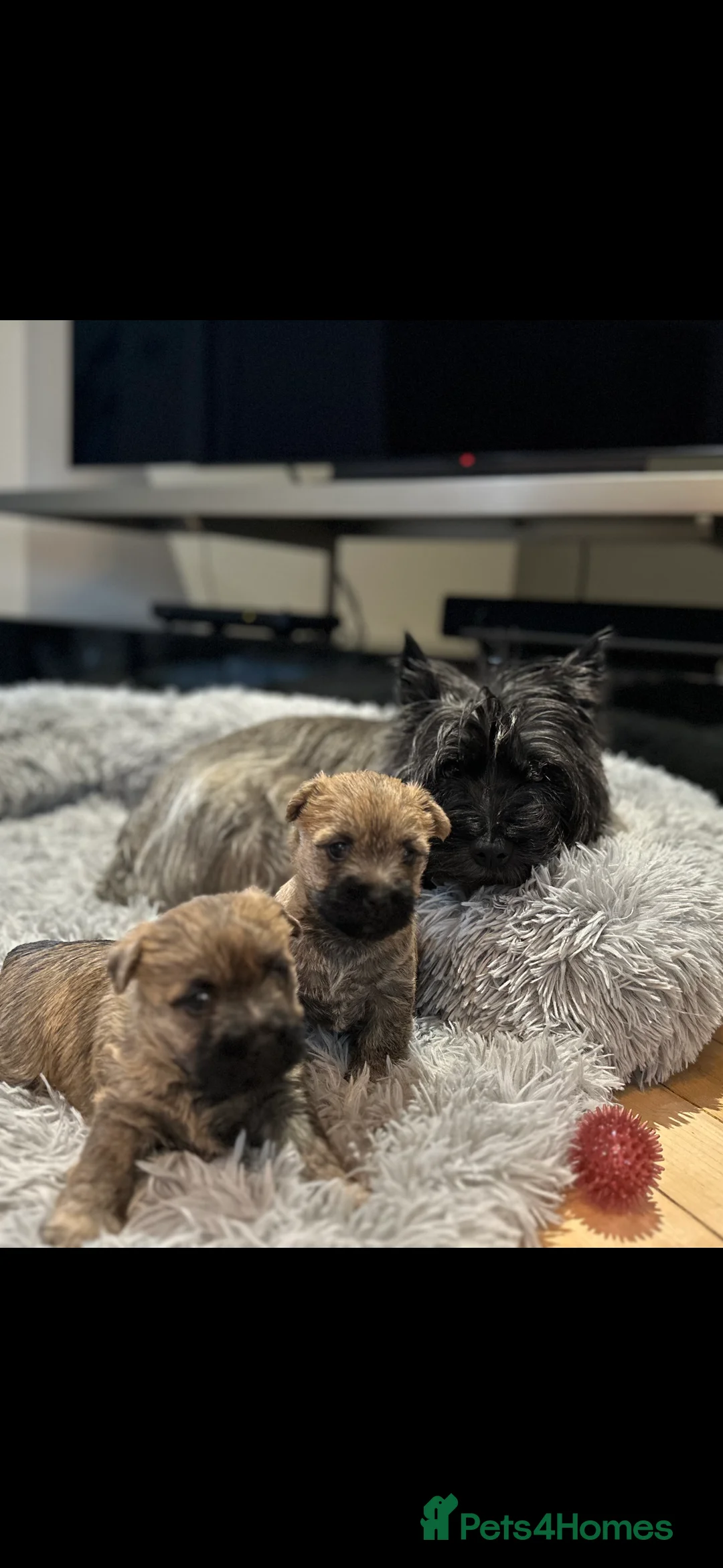 Cairn Terrier dogs for sale: Cairn terrier pups  - Advert 17