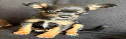 Mixed Breed dogs for sale: 3 GORGEOUS Puppies need their FOREVER HOMES 💙💙❤️ - Advert 3
