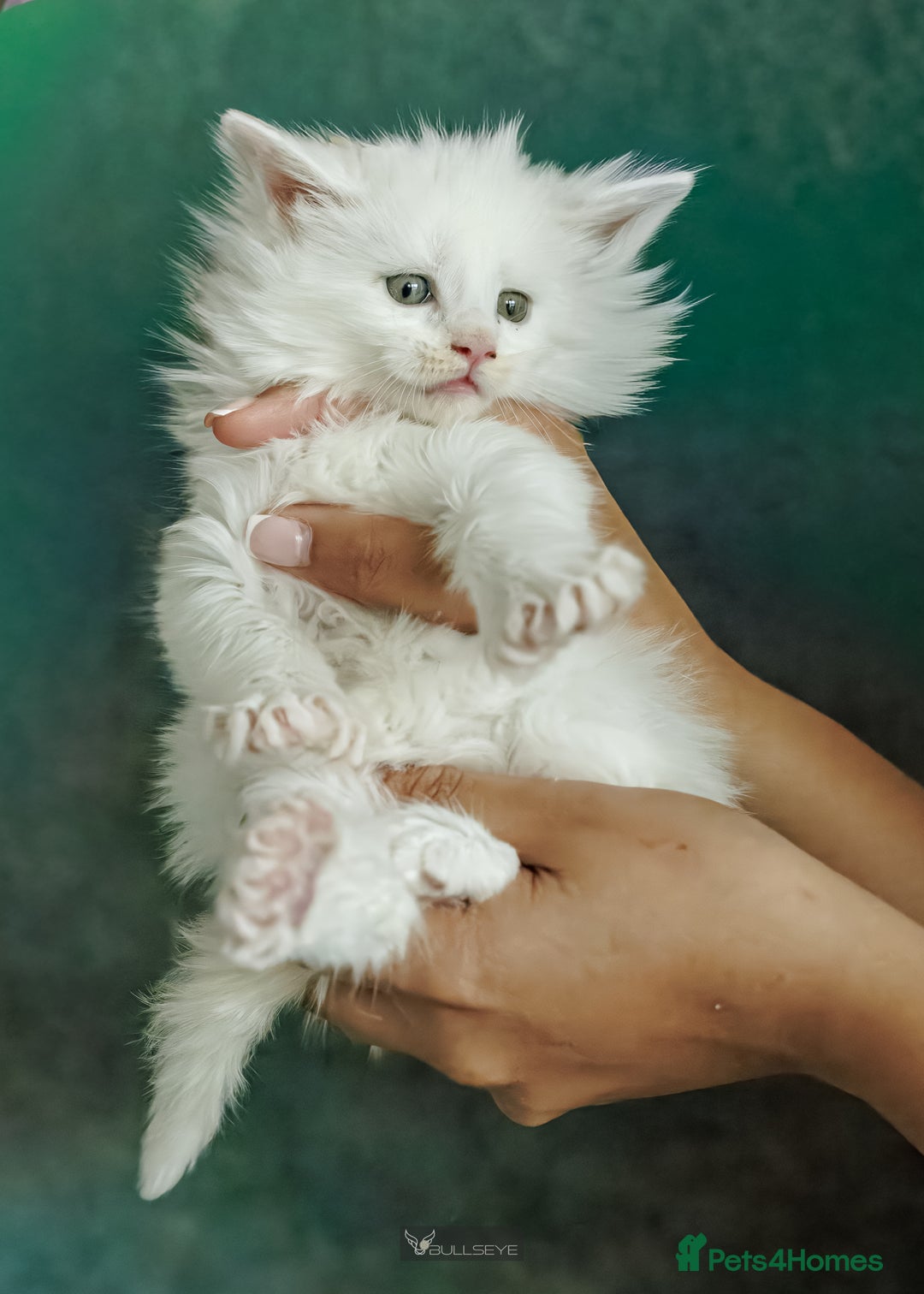 Maine Coon cats for sale: White Polydactyl boy / Russian import parents - Advert 20