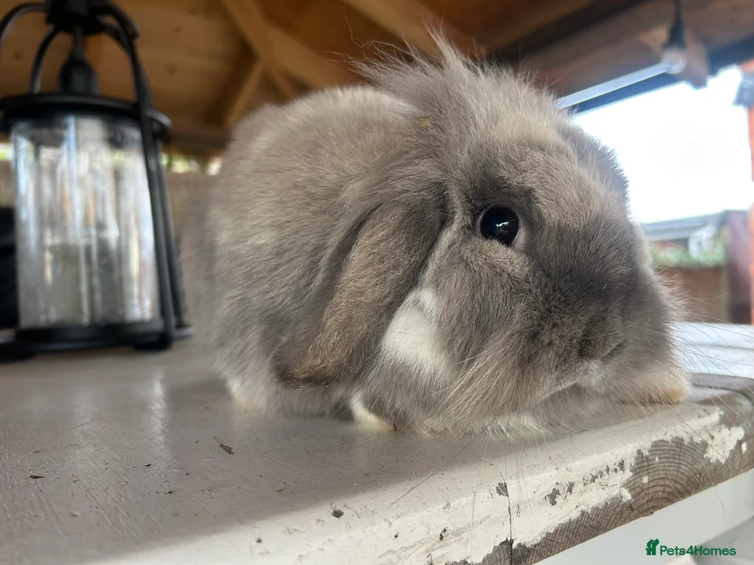 Mini Lop rabbits for sale: Mini lop - Advert 1