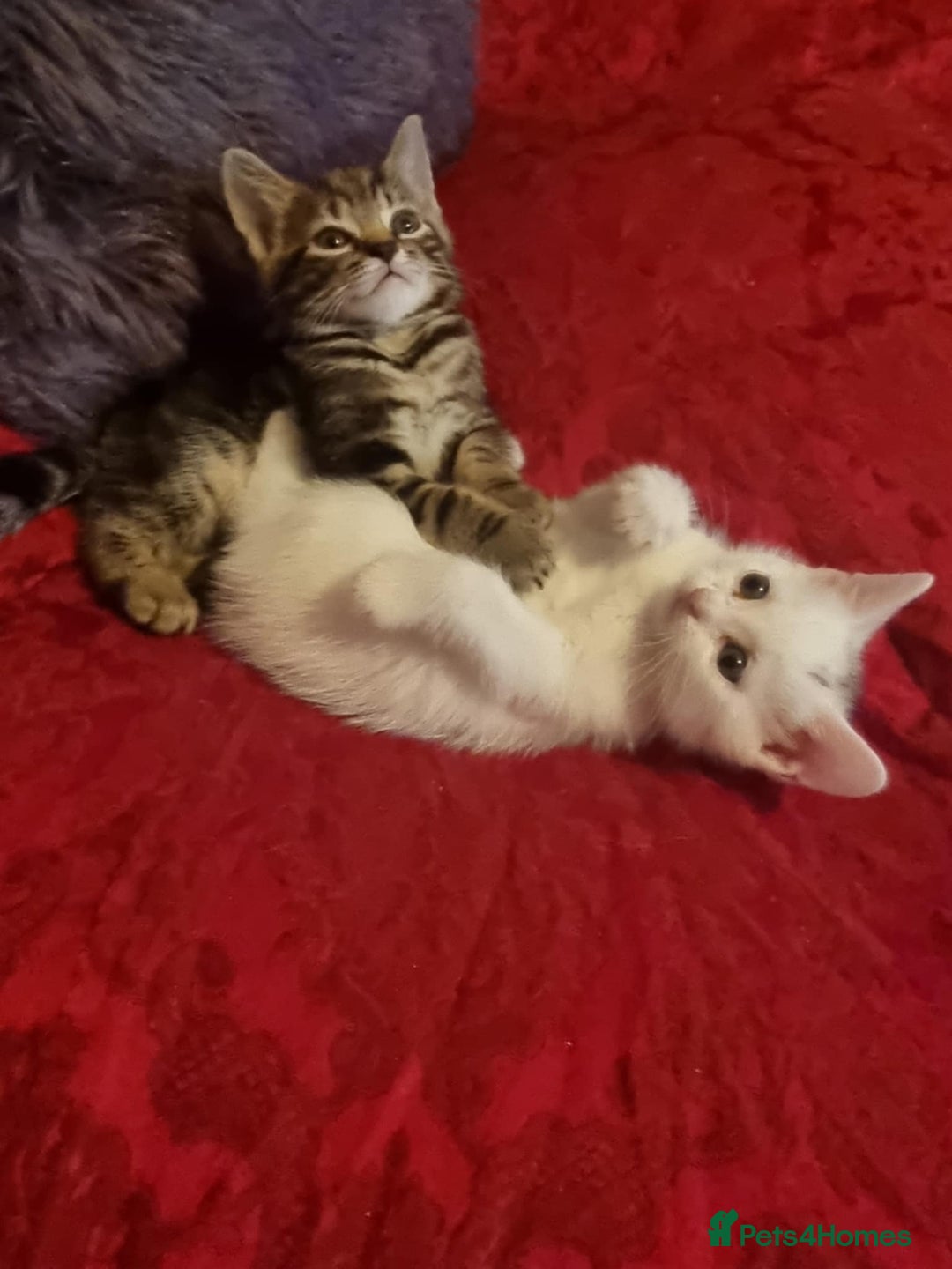 Mixed Breed cats for sale: kittens - Image 23