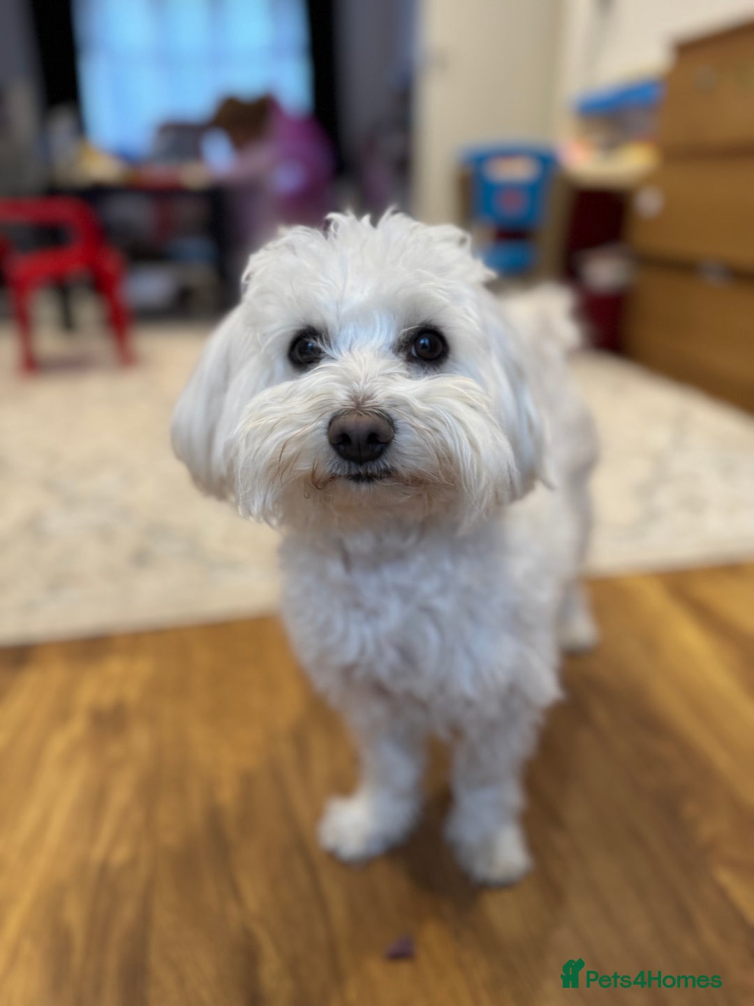 Maltese dogs for sale: Gorgeous Maltese puppies  - Advert 3