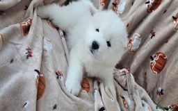 Samoyed dogs for sale: 2wonderful, purebred boys. (For therapy dogs) - Image 2