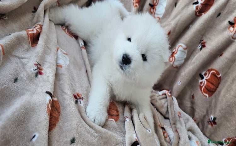 Samoyed dogs - Advert 1