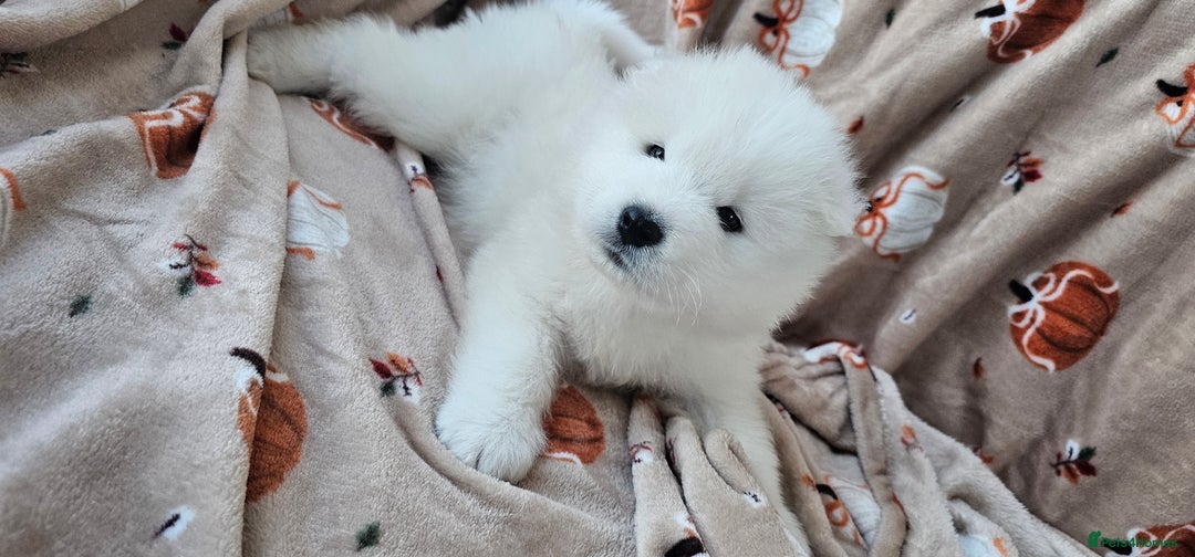 Samoyed dogs for sale: 2wonderful, purebred boys. (For therapy dogs) - Image 2