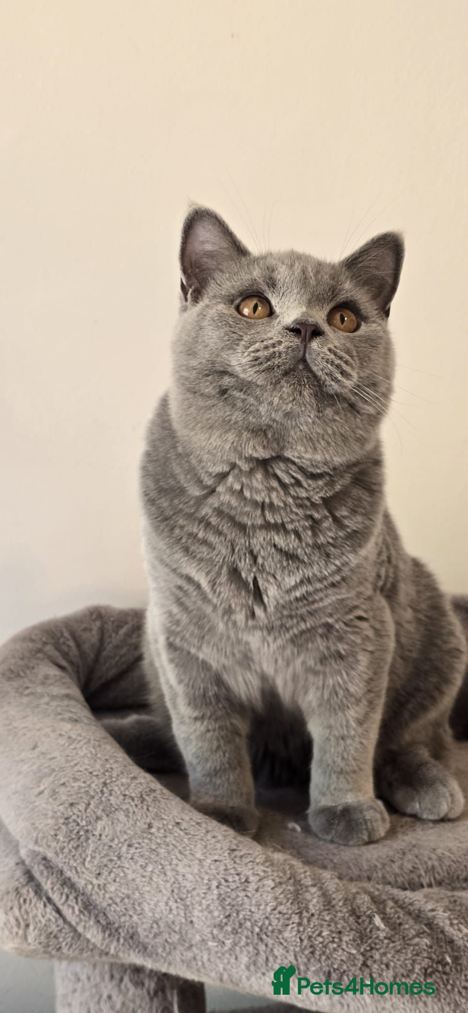 British Shorthair cats Gorgeous GCCF Registered British Shorthair Boy  - Advert 2