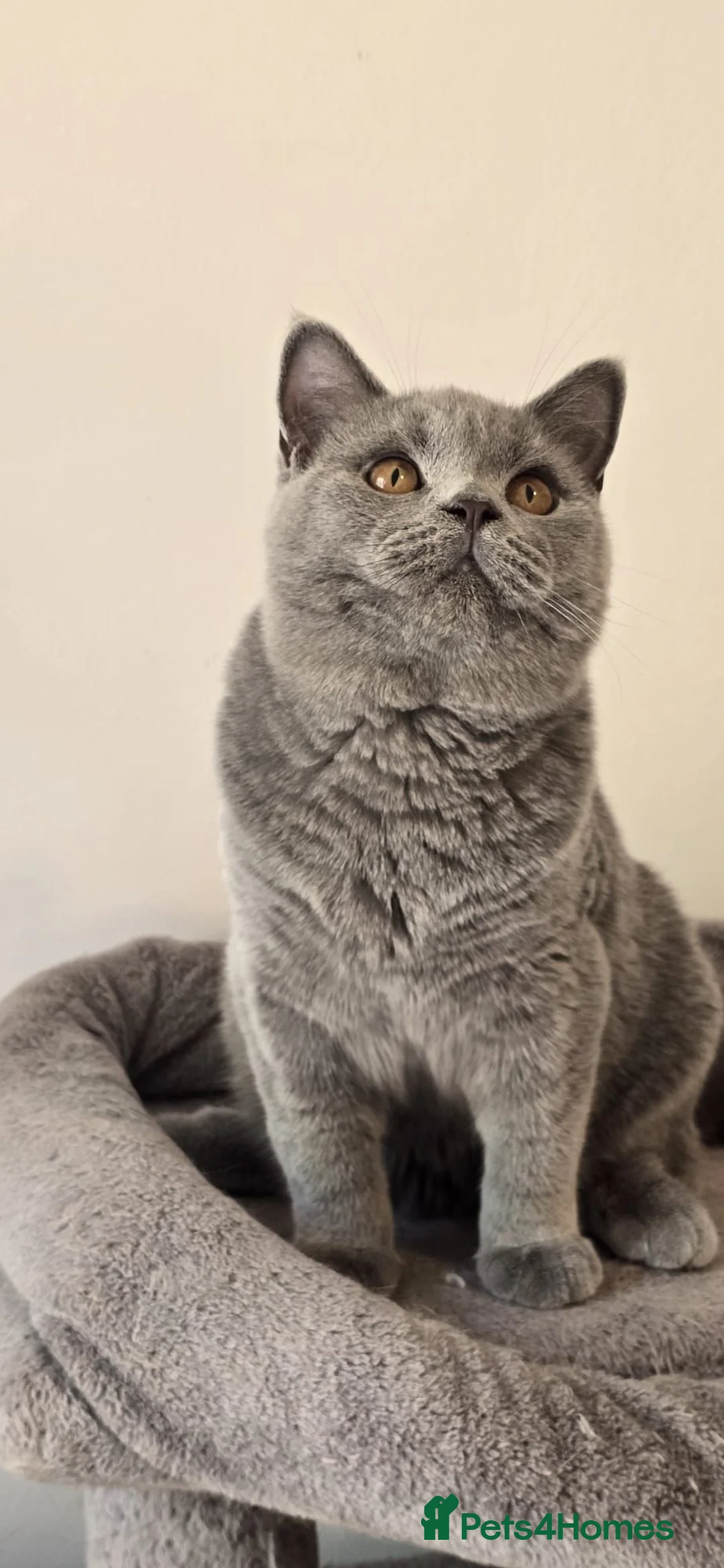 British Shorthair cats for sale: Gorgeous GCCF Registered British Shorthair Boy  - Advert 2