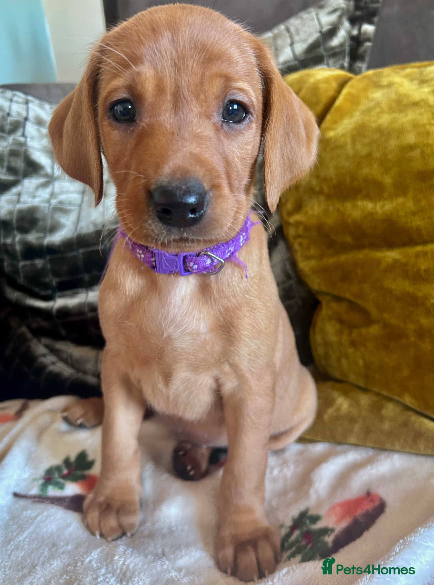 Labrador Retriever dogs 1 Female - Stunning Fox Red Labradors for sale  - Advert 4