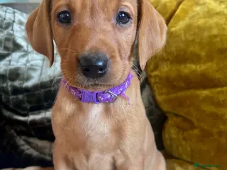 Labrador Retriever dogs 1 Female - Stunning Fox Red Labradors for sale - Advert 9