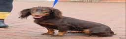 Cocker Spaniel dogs for sale: Beautiful winnie  - Advert 2