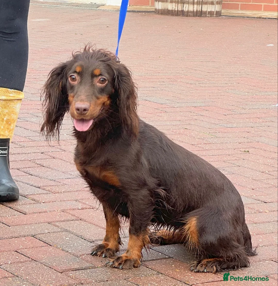Cocker Spaniel dogs for sale: Beautiful winnie  - Advert 2