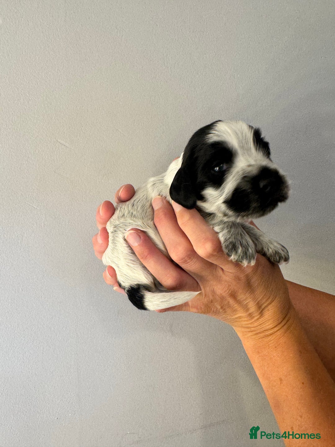 Cocker Spaniel dogs for sale: Cocker Spaniel Puppies  - Image 7