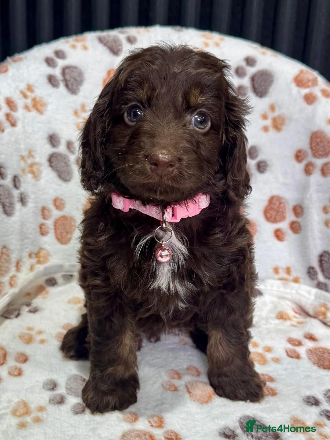Cockapoo dogs for sale: Chocolate Phantom Cockapoo Puppies - Advert 12