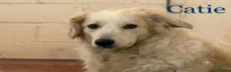 Mixed Breed dogs for adoption: Gorgeous Catie 💜 Looking for her Soul mate in Boston - Advert 2