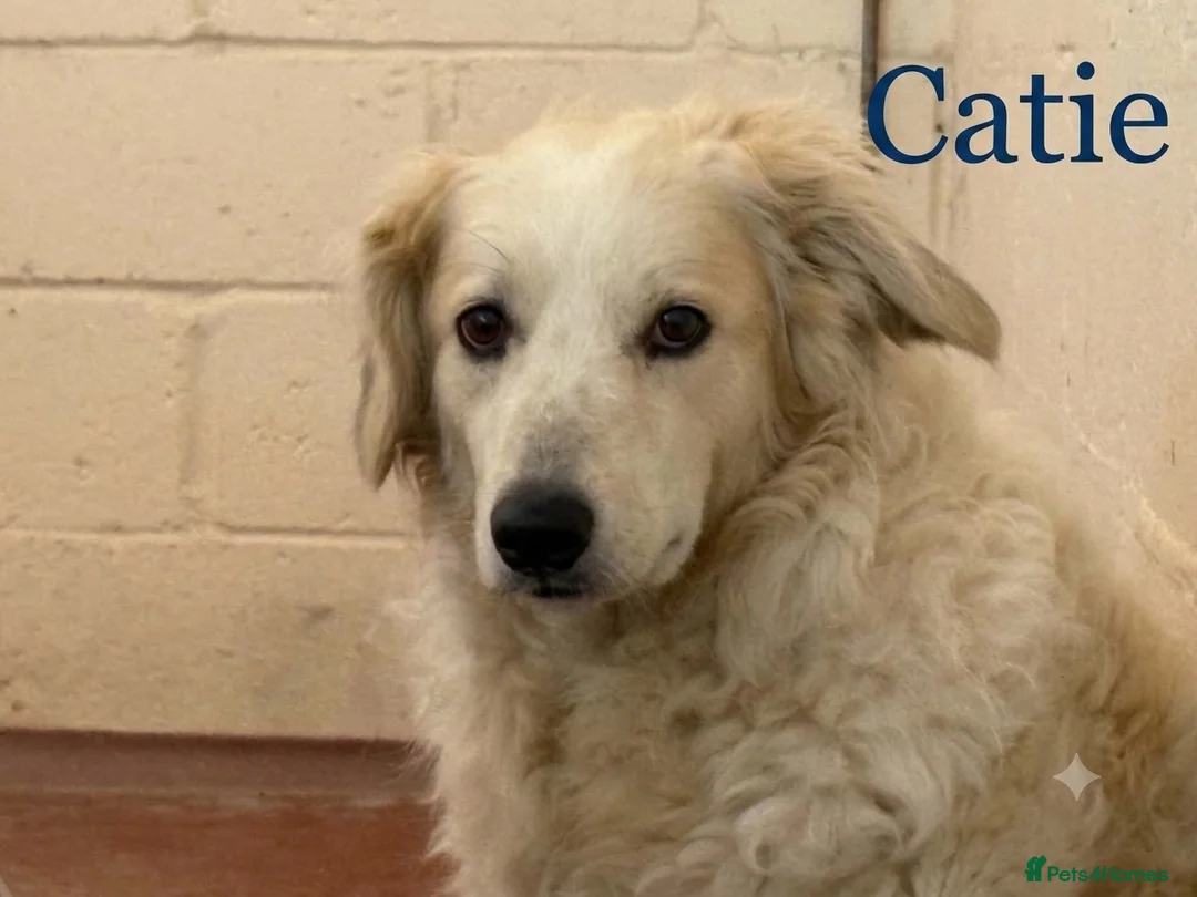 Mixed Breed dogs for adoption: Gorgeous Catie 💜 Looking for her Soul mate in Boston - Advert 2