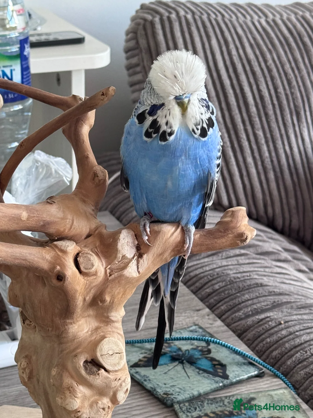 Budgerigars birds for sale: Silly Tame Hand Reared Exhibition Budgie  - Advert 9