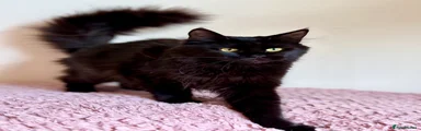Maine Coon 1