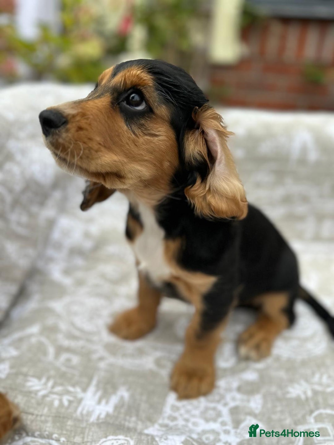 Cocker Spaniel dogs for sale: Stunning KC registered Working Cocker Spaniels  - Image 23