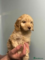 Cockapoo dogs - Advert 1