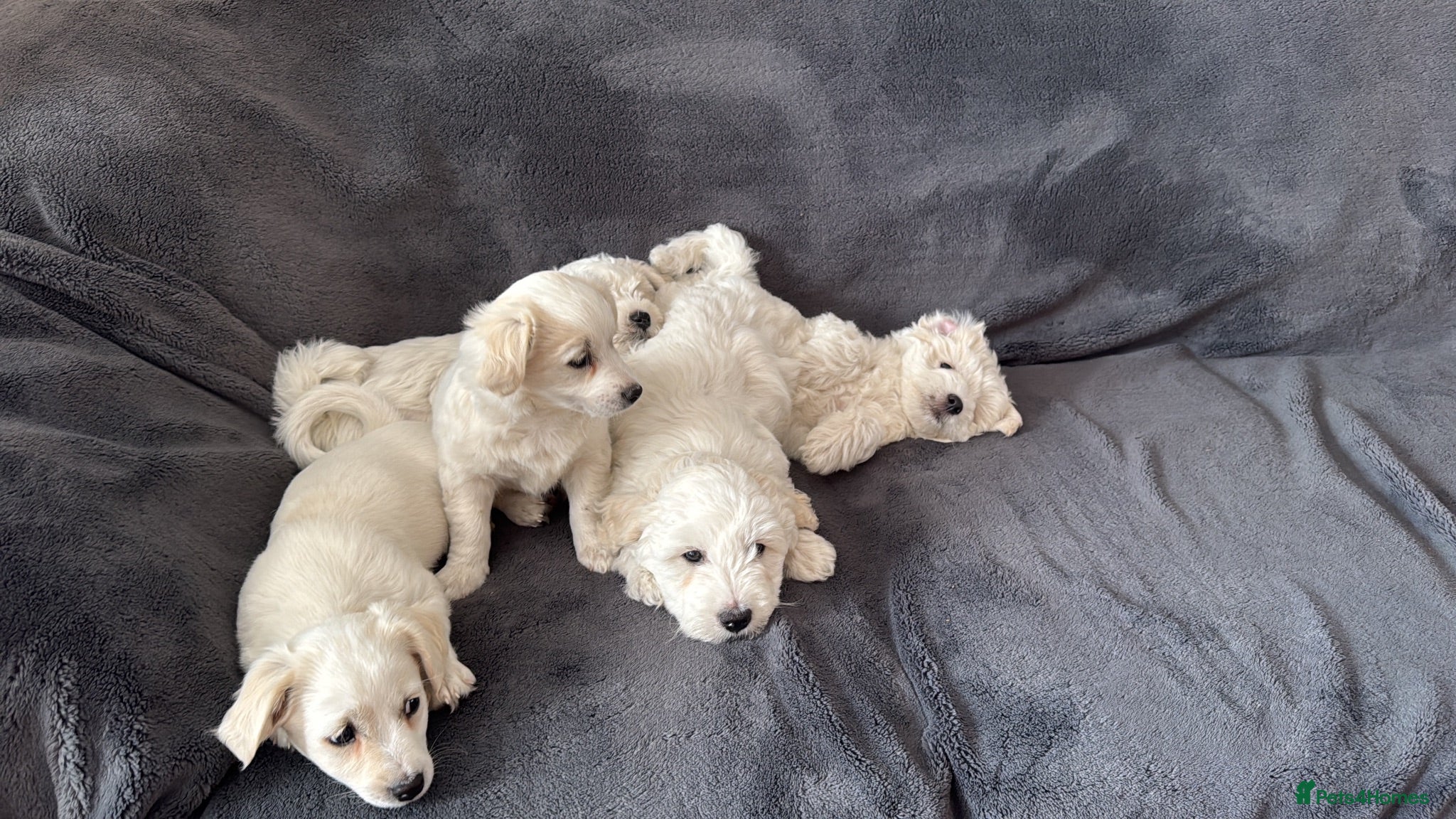 Bichon Frise dogs 5 bichons frise for sale - Advert 5