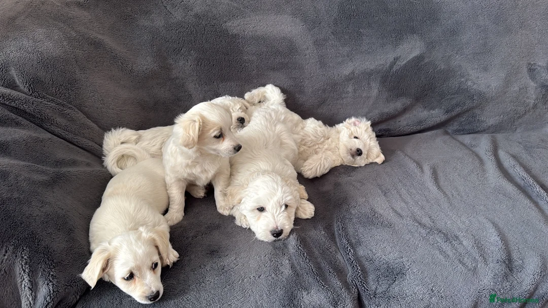 Bichon Frise dogs for sale: 5 bichons frise for sale - Advert 1