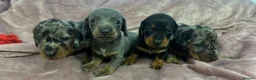 Miniature Dachshund dogs for sale: Miniature dashchunds - Advert 1