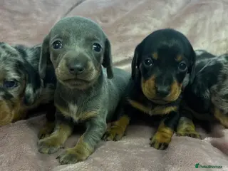 Miniature Dachshund dogs Miniature dashchunds - Advert 4