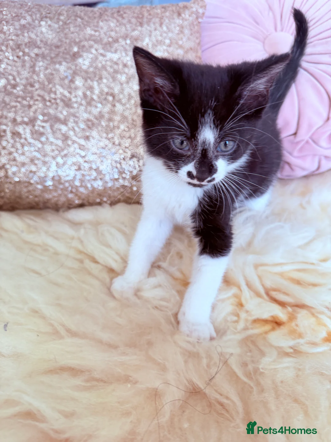 Mixed Breed cats for sale: British Tabby Kittens – Ready Now - Advert 2